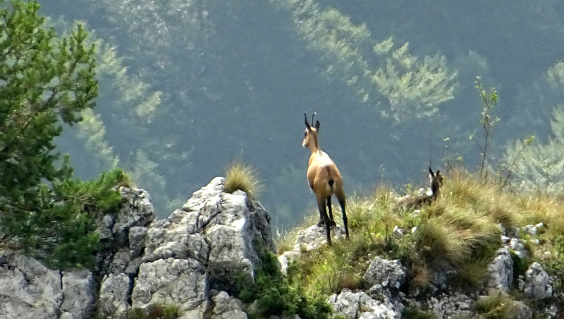 Rupicapra rupicapra.....dal Trentino Alto Adige